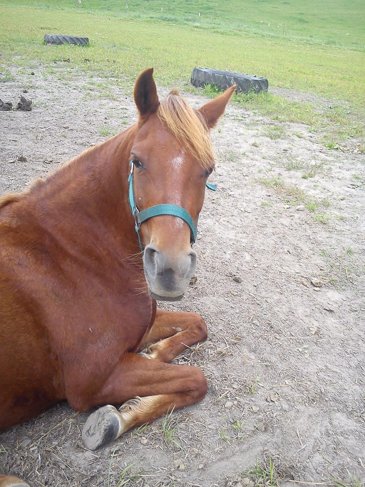 Welsh Pony (sec B) Låddenhøjs Nurit - Ligger ned på folden. billede 3