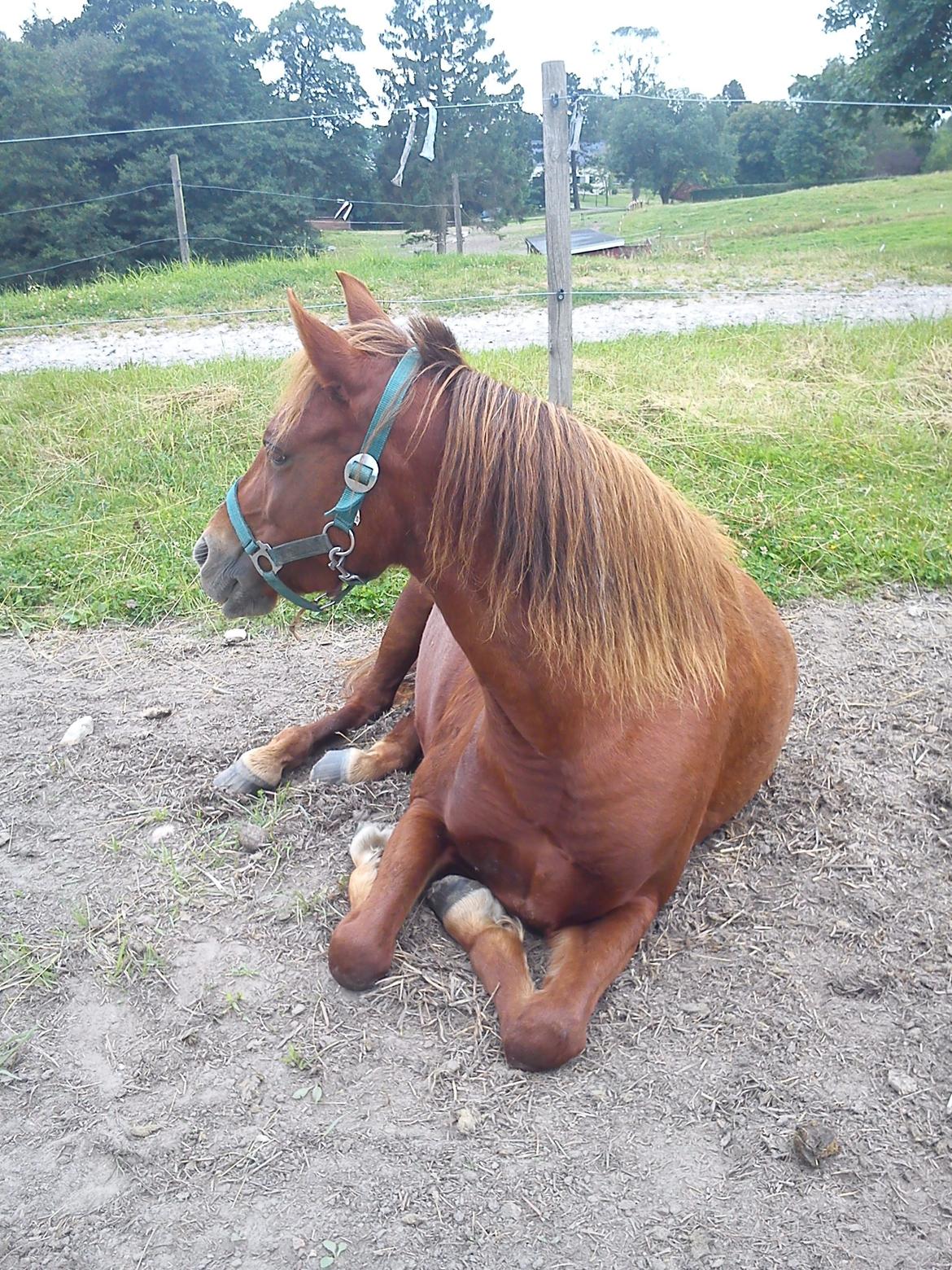 Welsh Pony (sec B) Låddenhøjs Nurit - Nurit slapper af. billede 4