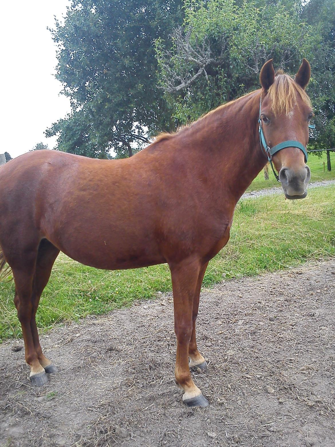 Welsh Pony (sec B) Låddenhøjs Nurit - Så kom Nurit på benene. billede 5