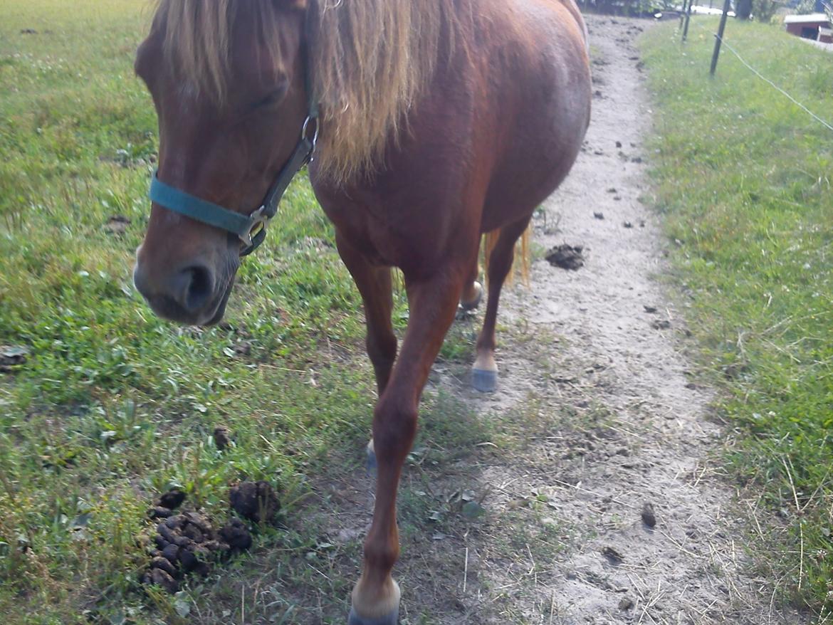 Welsh Pony (sec B) Låddenhøjs Nurit - På vej til striglebommen fra folden. billede 6