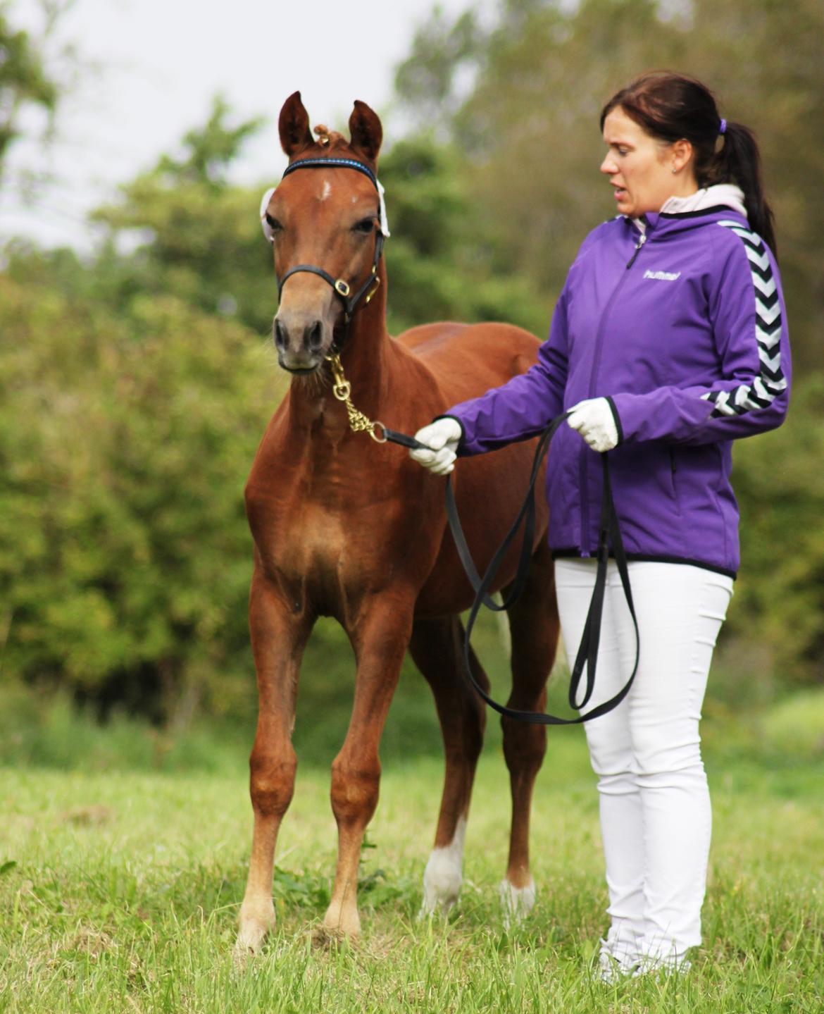 New Forest AH´s Golden Nemo - Nemo 6 mdr:) billede 16