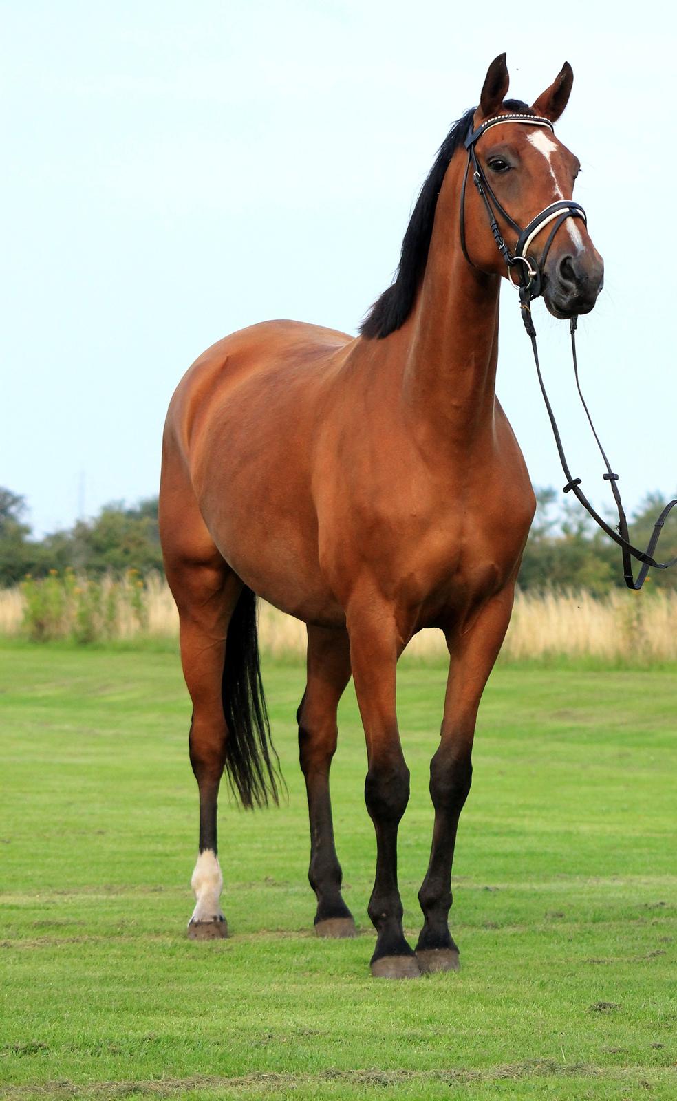 Dansk Varmblod Møgelmosegård´s Rositta billede 1