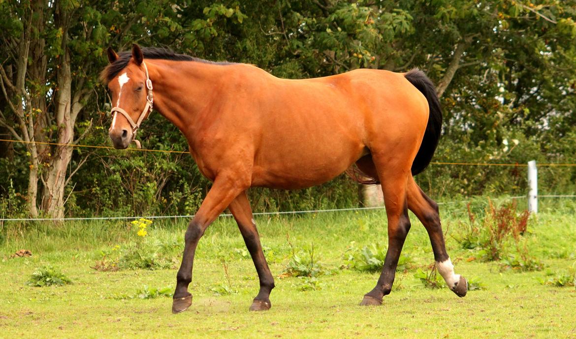 Dansk Varmblod Møgelmosegård´s Rositta billede 10