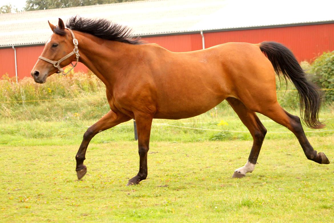 Dansk Varmblod Møgelmosegård´s Rositta billede 11
