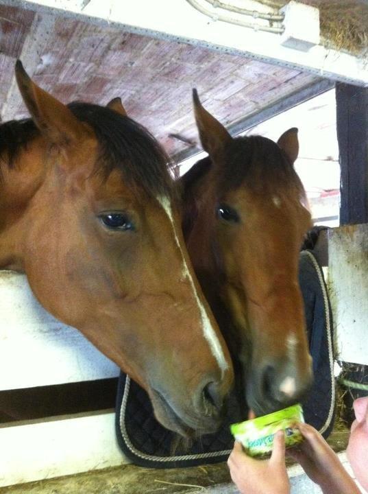 Dansk Varmblod Møgelmosegård´s Rositta billede 12