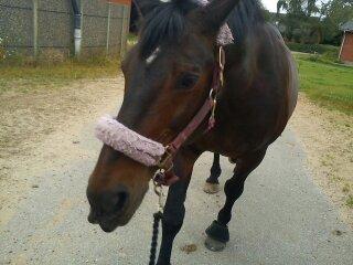 Oldenborg Upsala Højbogård billede 15