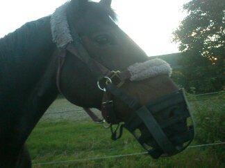 Oldenborg Upsala Højbogård billede 16