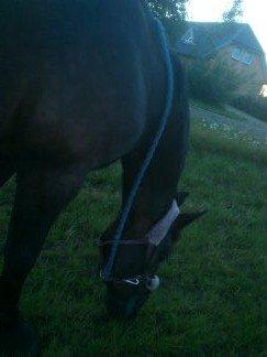 Oldenborg Upsala Højbogård billede 17