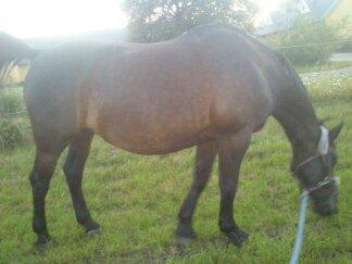 Oldenborg Upsala Højbogård billede 18