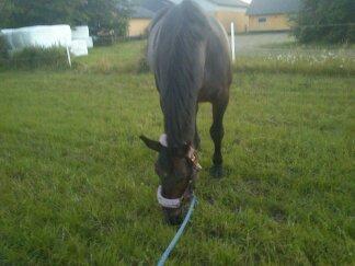 Oldenborg Upsala Højbogård billede 19