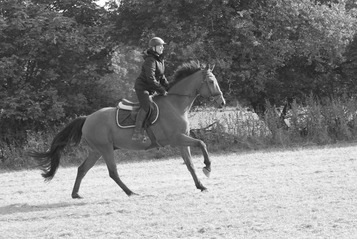 Holstener Chess Mate R.I.P <3 - 16-09-2012 billede 7