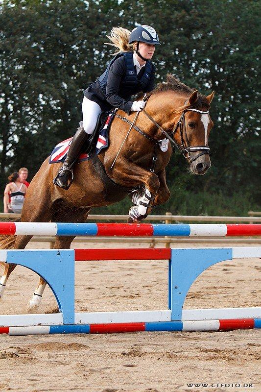 Welsh Cob (sec D) Fronerthig Red Hot Chilli (SOLGT) - min elskede springer billede 3