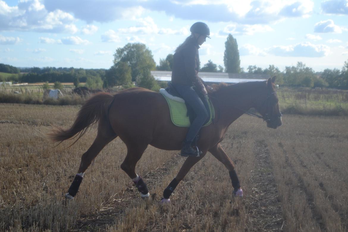 Anden særlig race Mirakie billede 10