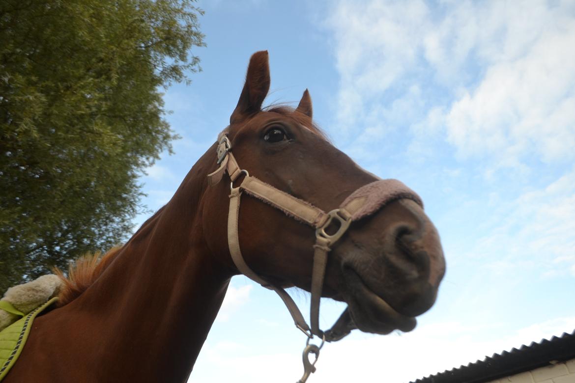 Anden særlig race Mirakie billede 3