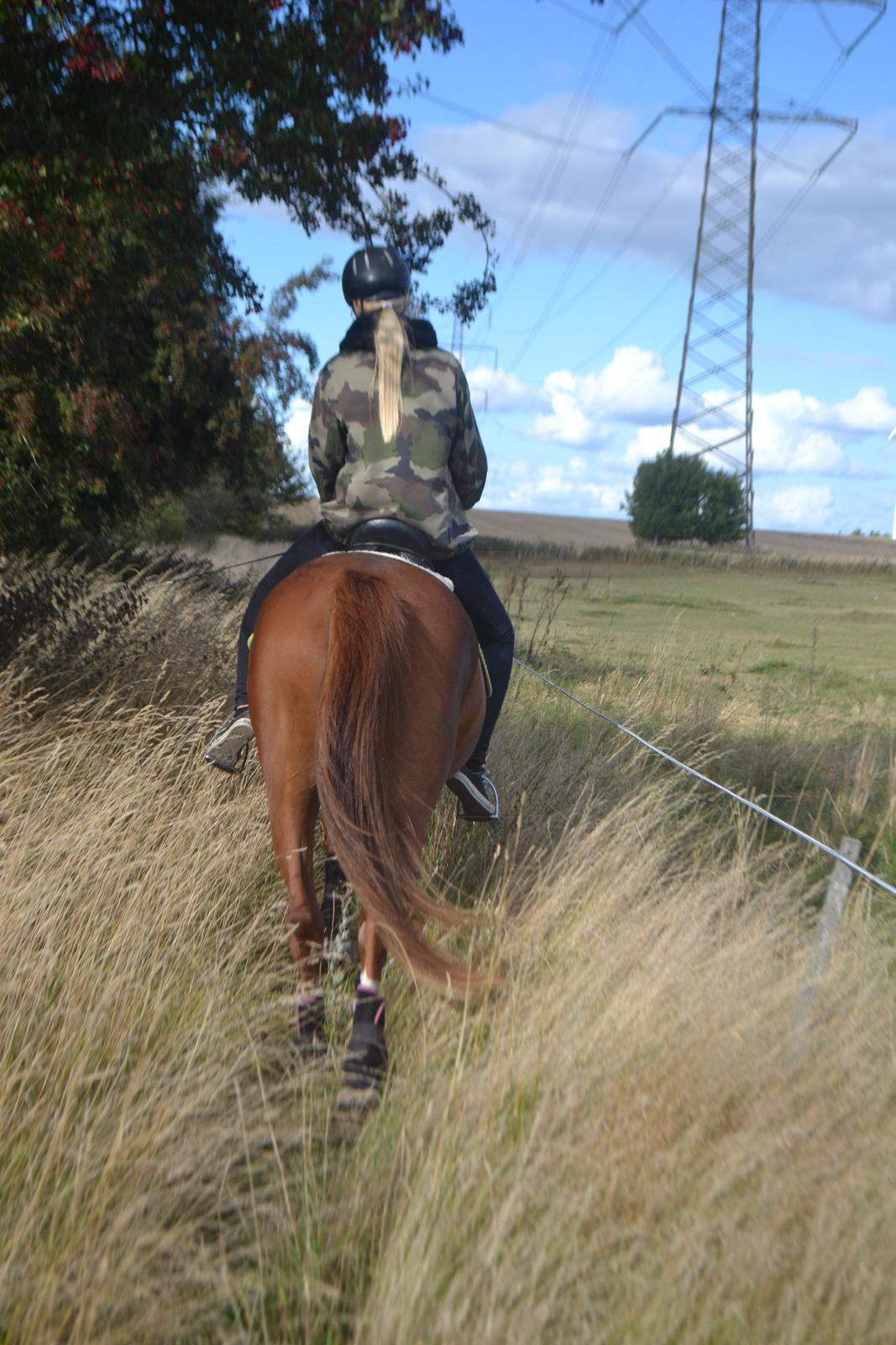 Anden særlig race Mirakie billede 11