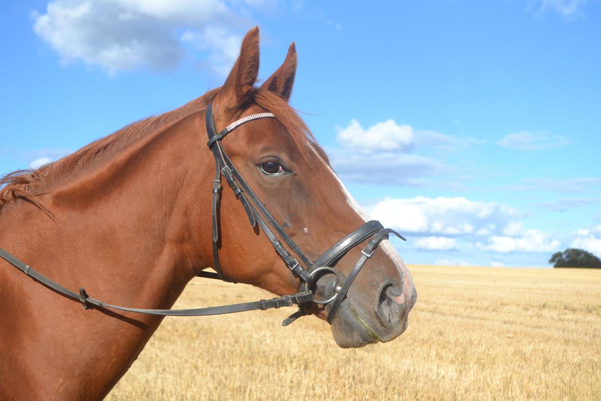 Anden særlig race Mirakie billede 13