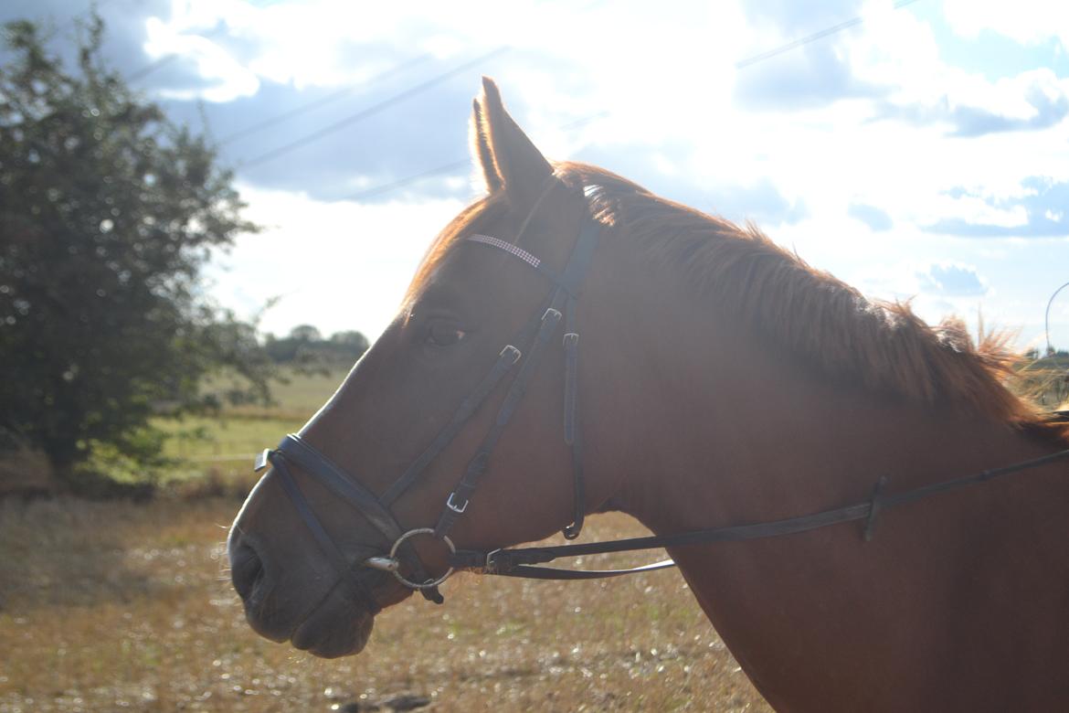 Anden særlig race Mirakie billede 14