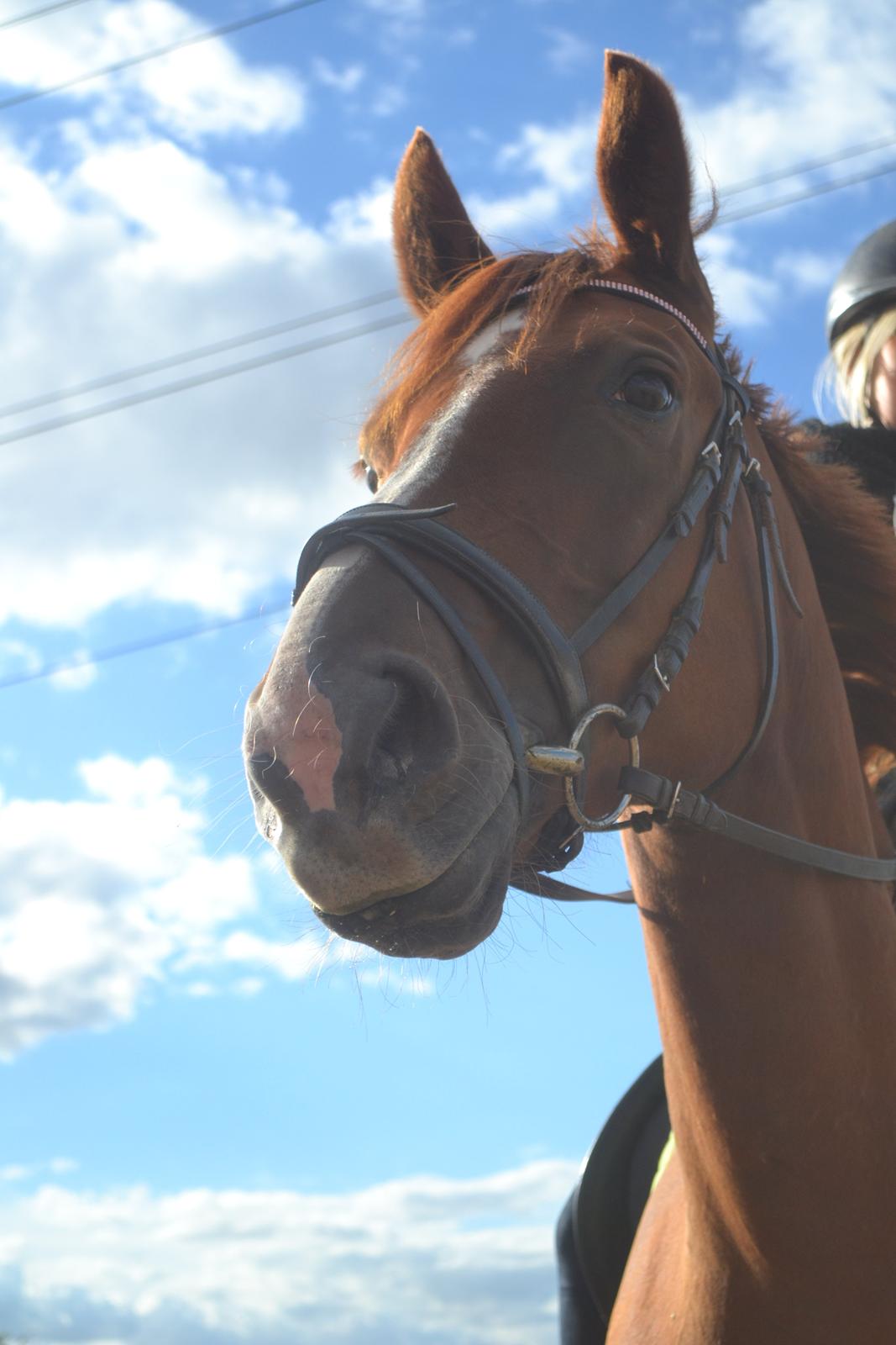 Anden særlig race Mirakie billede 15