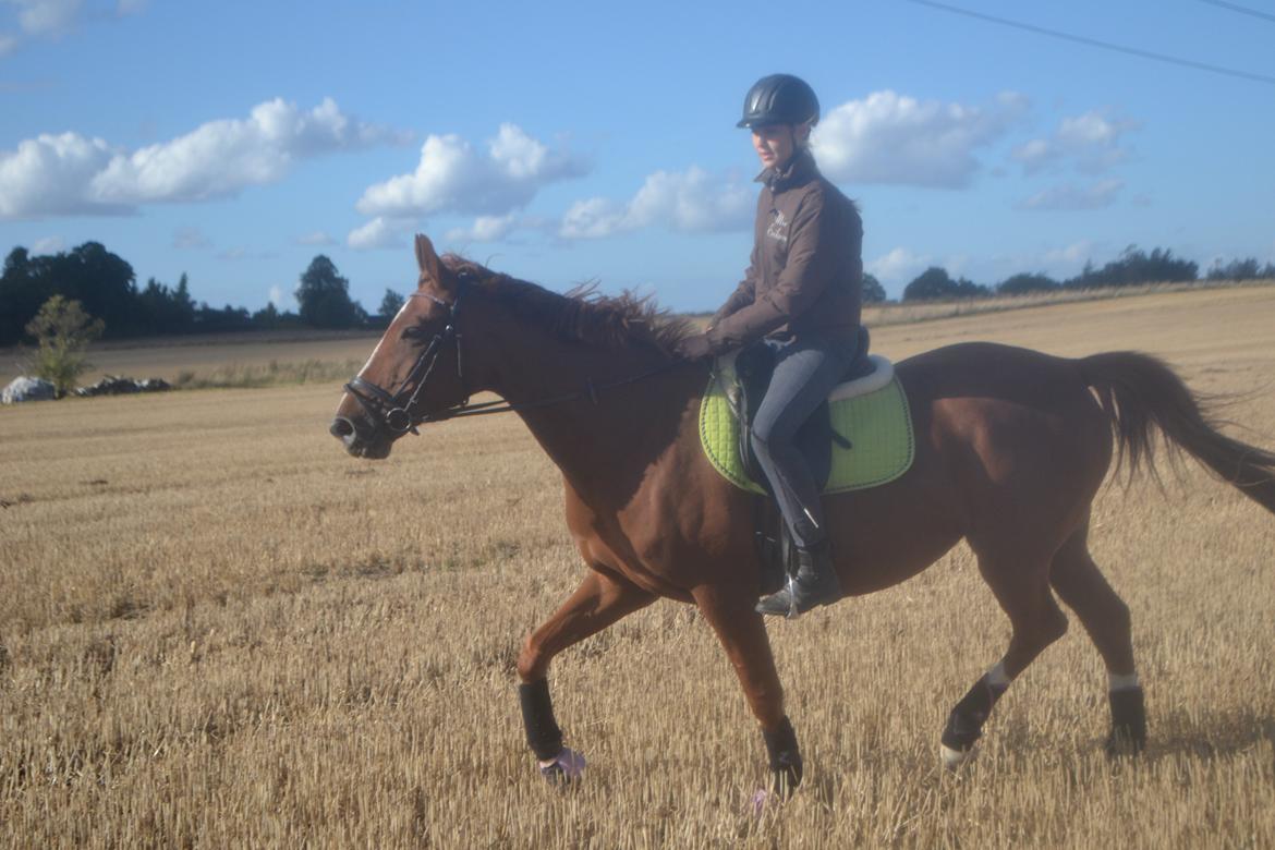 Anden særlig race Mirakie billede 8