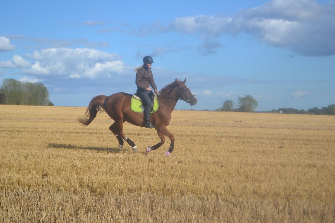 Anden særlig race Mirakie billede 2