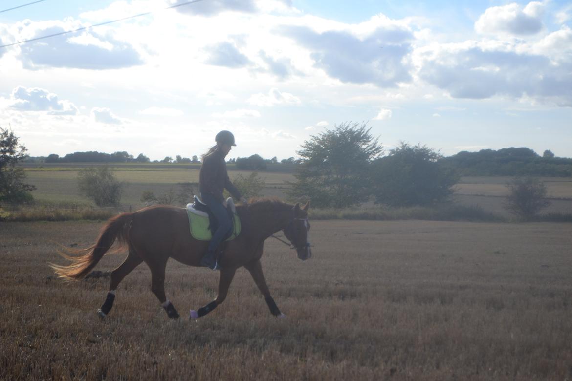 Anden særlig race Mirakie billede 5