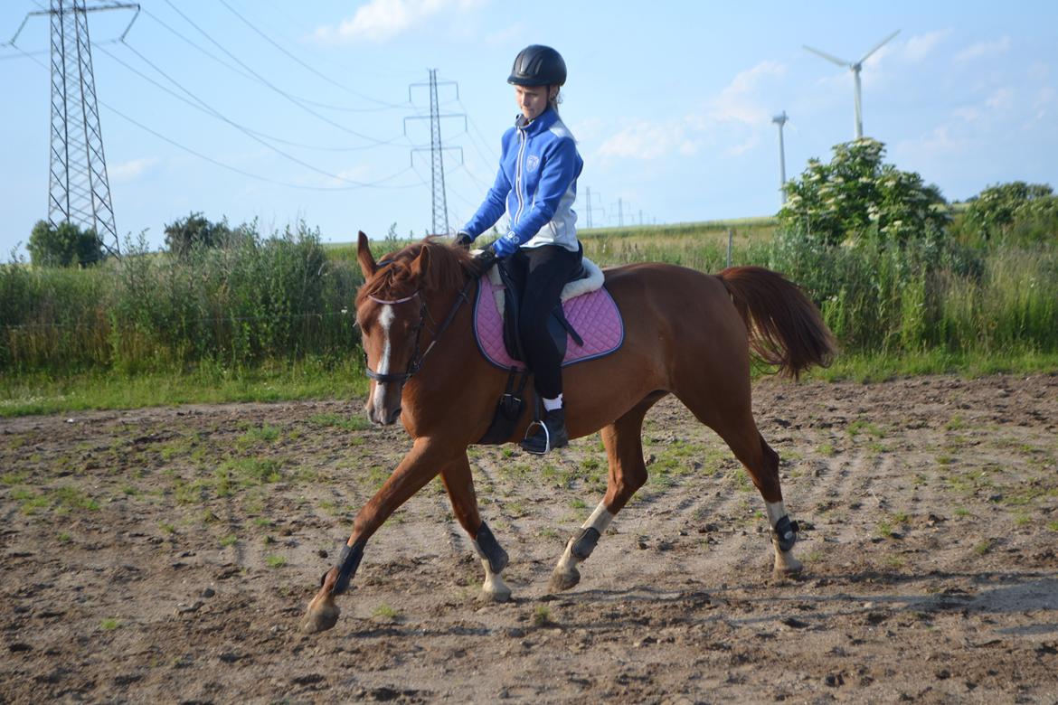 Anden særlig race Mirakie billede 16
