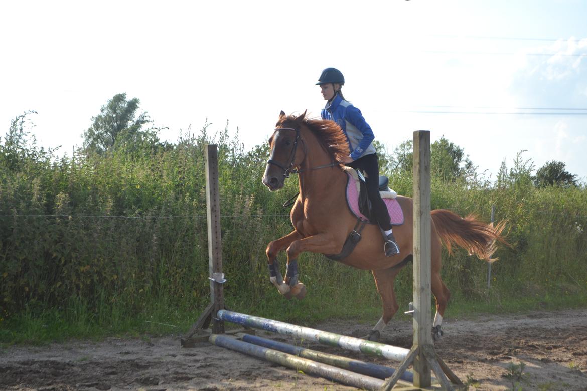 Anden særlig race Mirakie billede 12