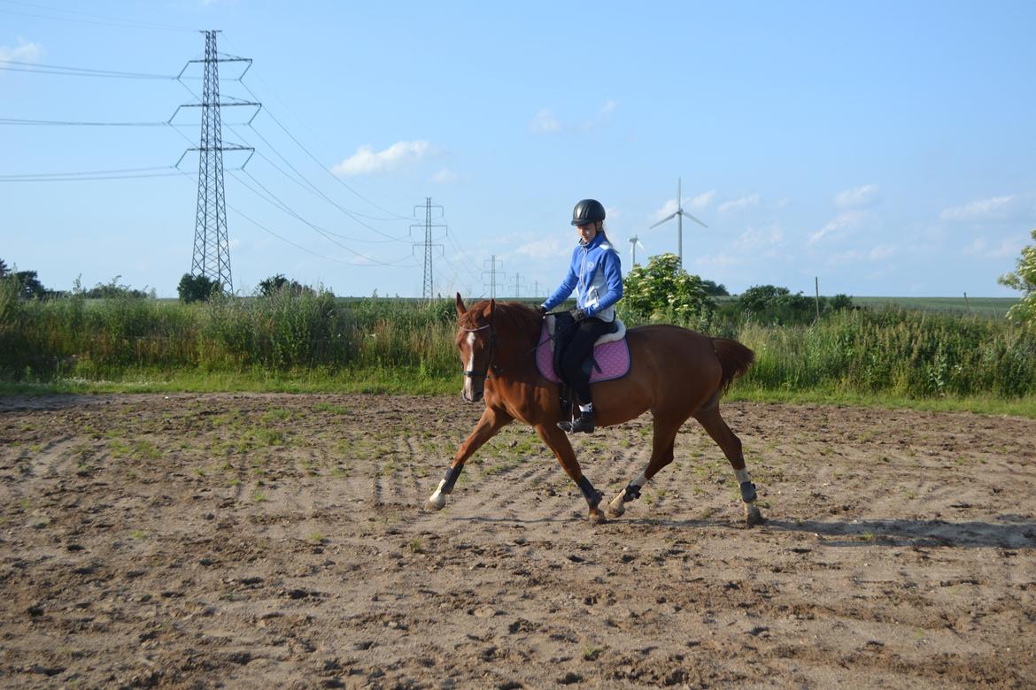 Anden særlig race Mirakie billede 7