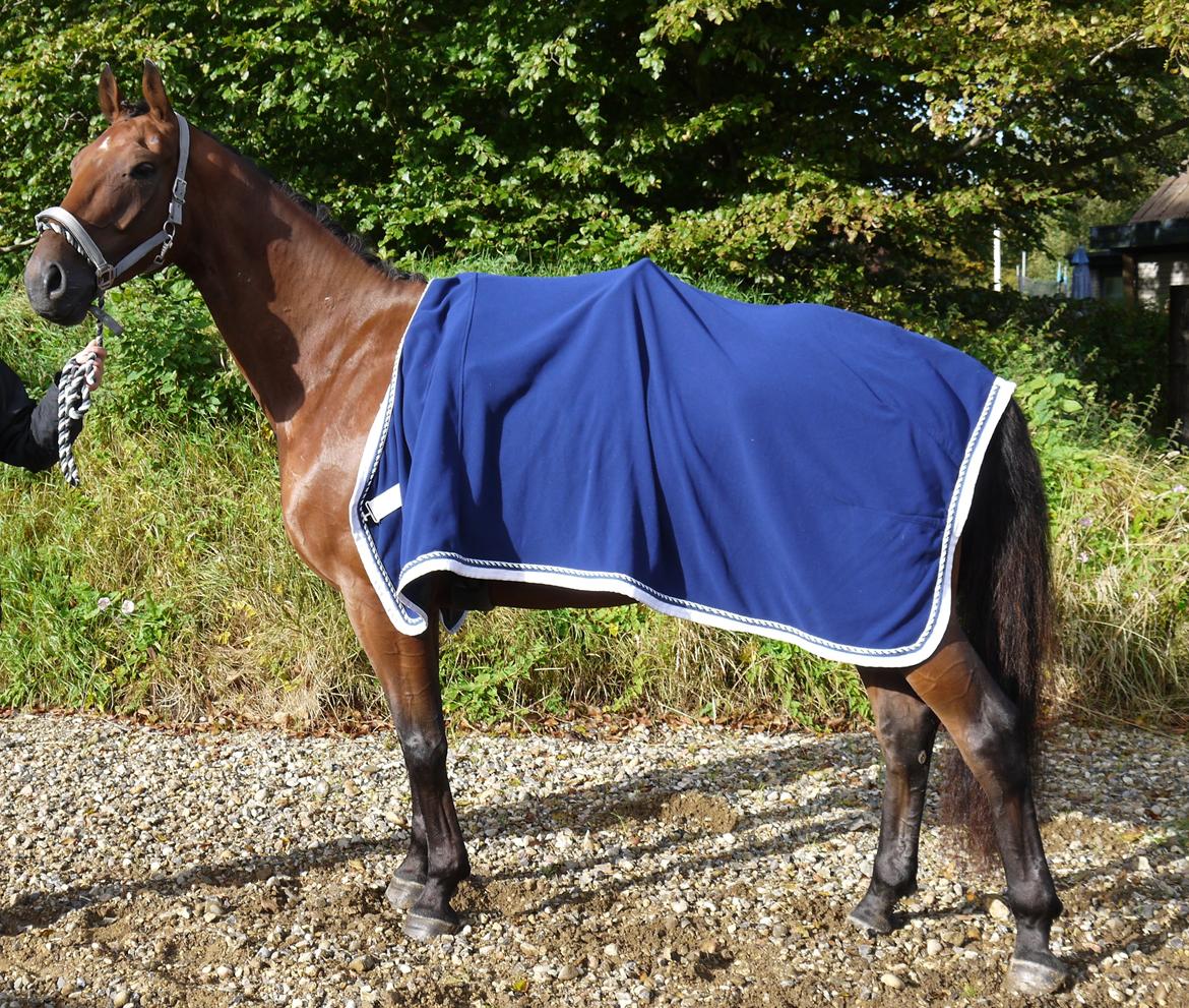 Dansk Varmblod Møllegårdens De Niz - Min smukke hest!<3 billede 8