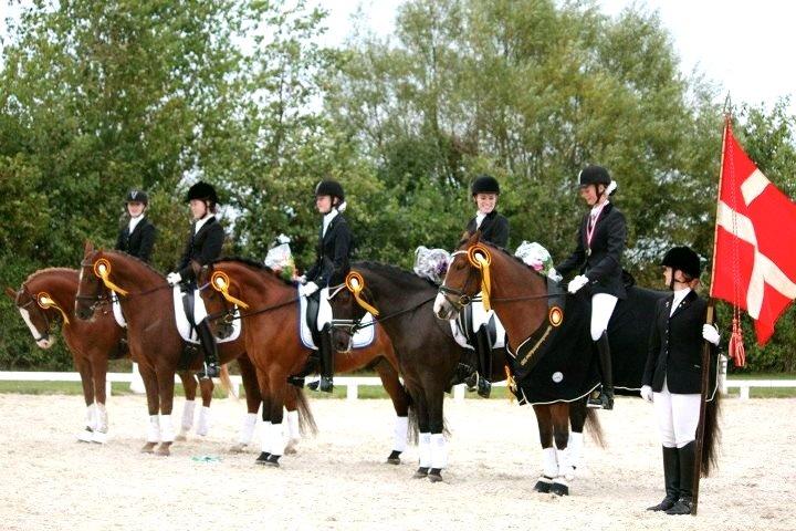 New Forest Kikkenberg's Rikki B-pony billede 20