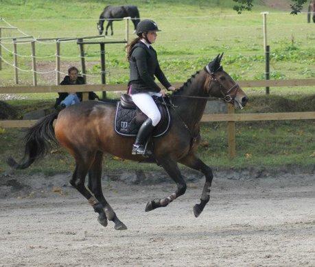 Irsk Sportspony Beigh Castle billede 6