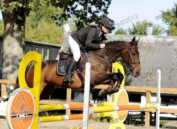 Irsk Sportspony Beigh Castle - Første stævne - MB** billede 7