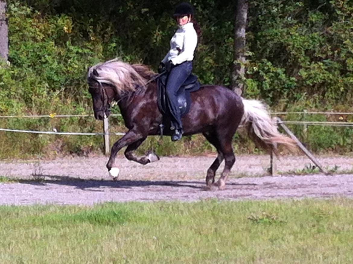 Islænder Fengur frá Alfholum - Vildt som han springer op i galoppen, jeg flyver over sadlen.. billede 18