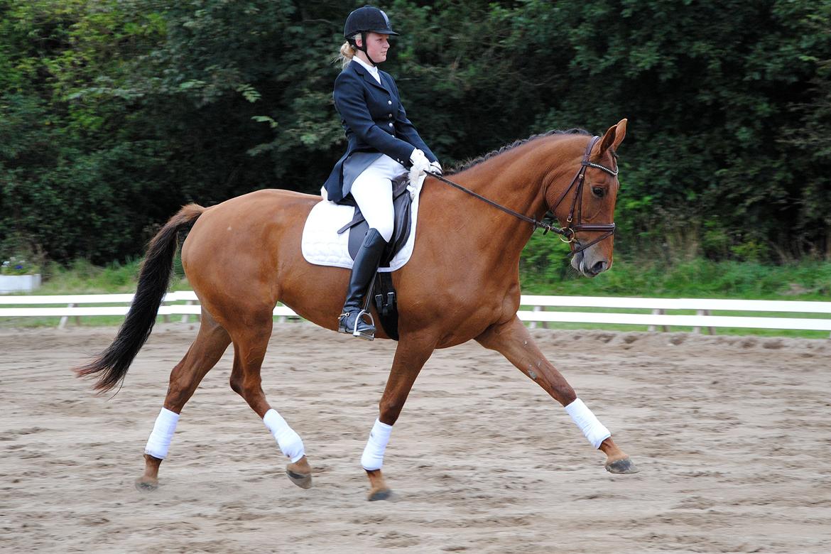 Trakehner Herbstrose - La1 struer! (1 plads) billede 18