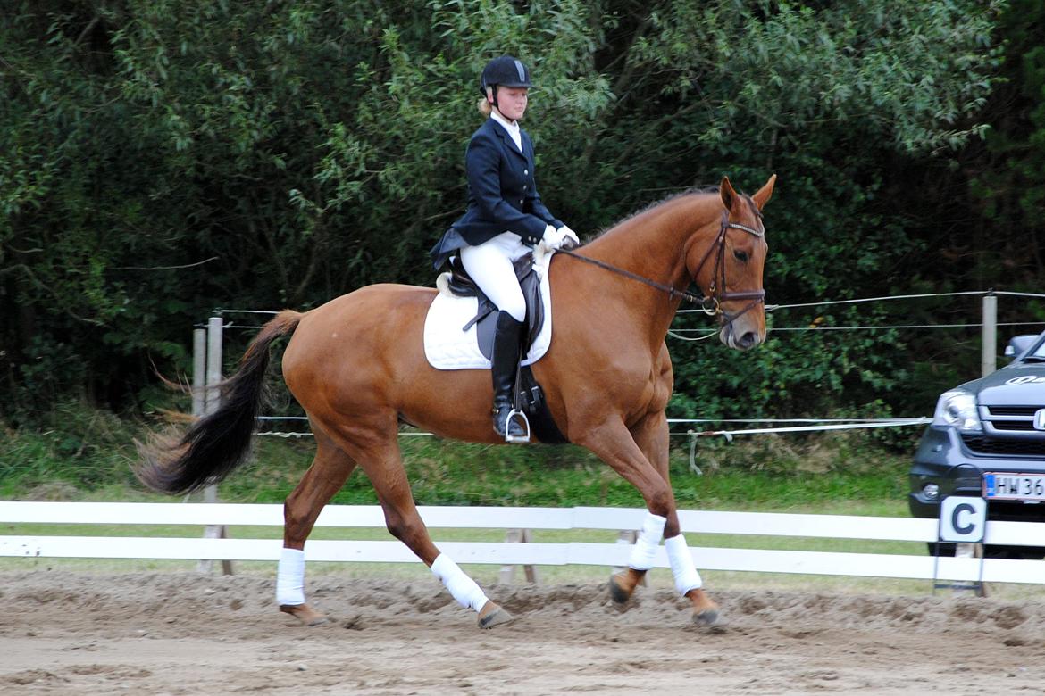 Trakehner Herbstrose - La2 Struer billede 19