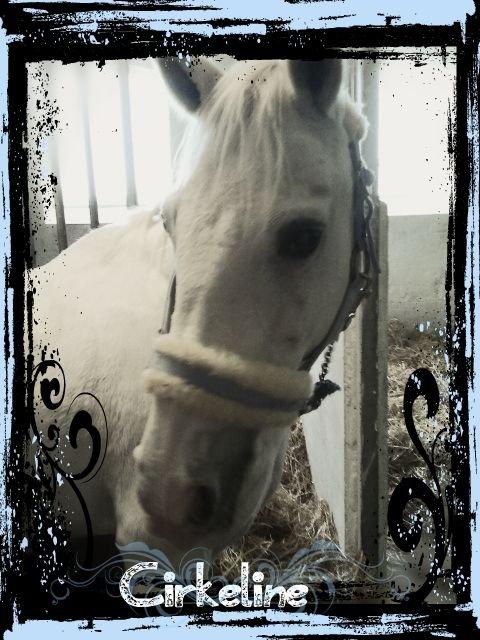 Anden særlig race cirkeline - Velkommen til cirkes profil billede 1