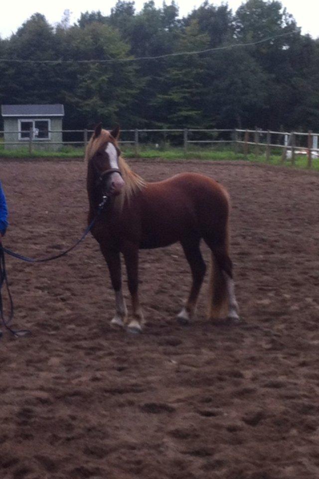 Welsh Pony af Cob-type (sec C) Gribsvad Emma Jo (tidl. Pony) billede 12