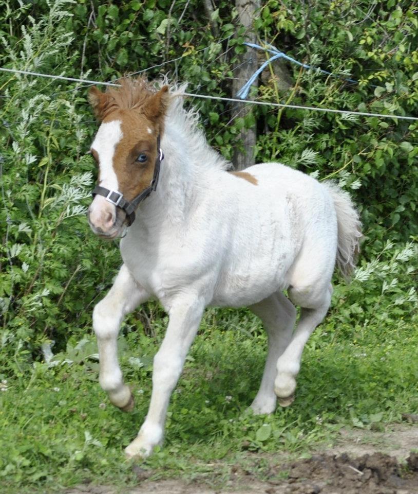 Shetlænder Figoline billede 1