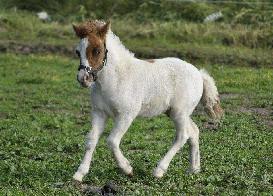 Shetlænder Figoline billede 2