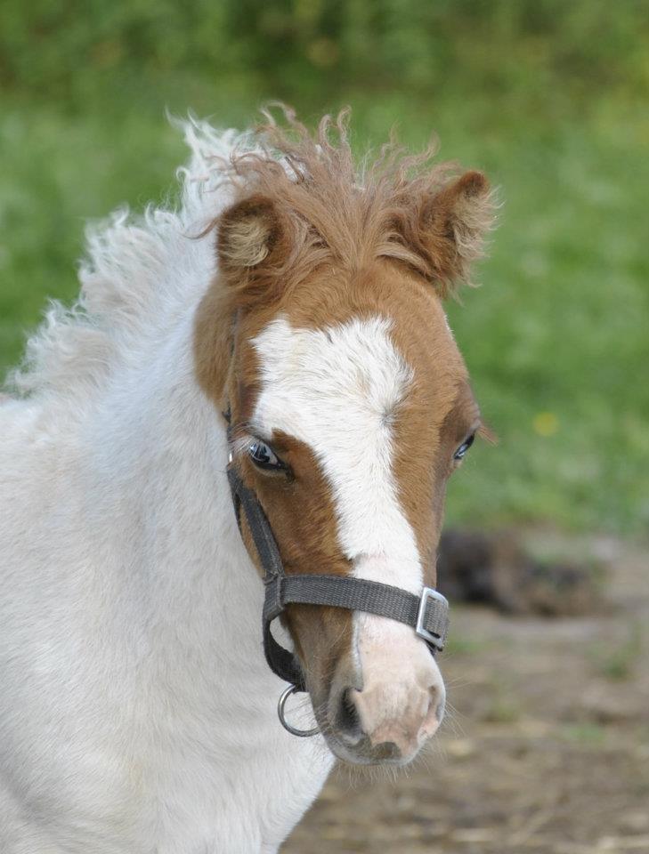 Shetlænder Figoline billede 3