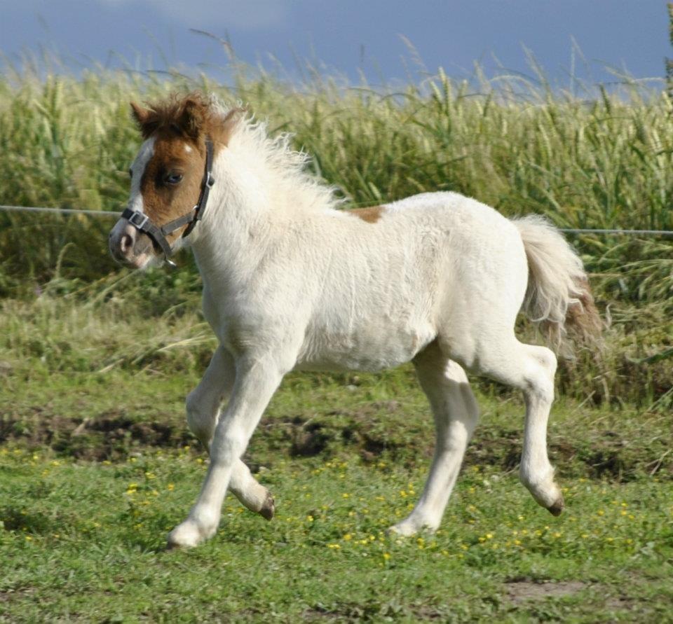 Shetlænder Figoline billede 5