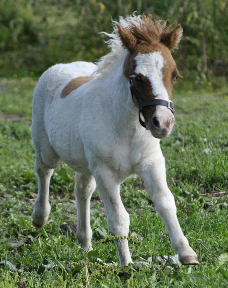 Shetlænder Figoline billede 6