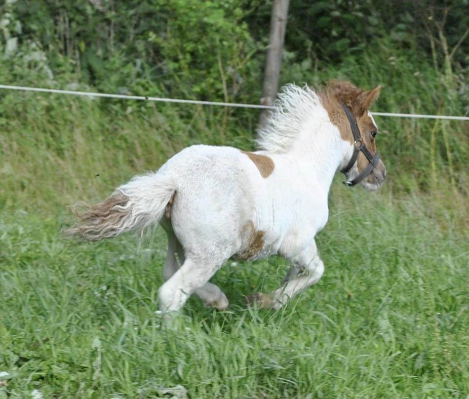 Shetlænder Figoline billede 7