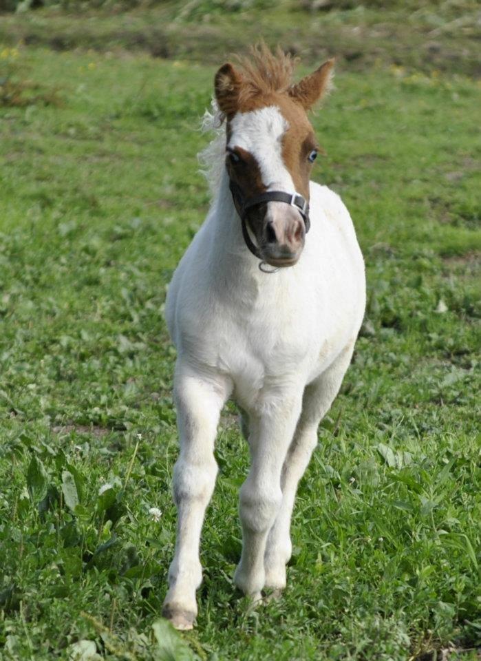 Shetlænder Figoline billede 8