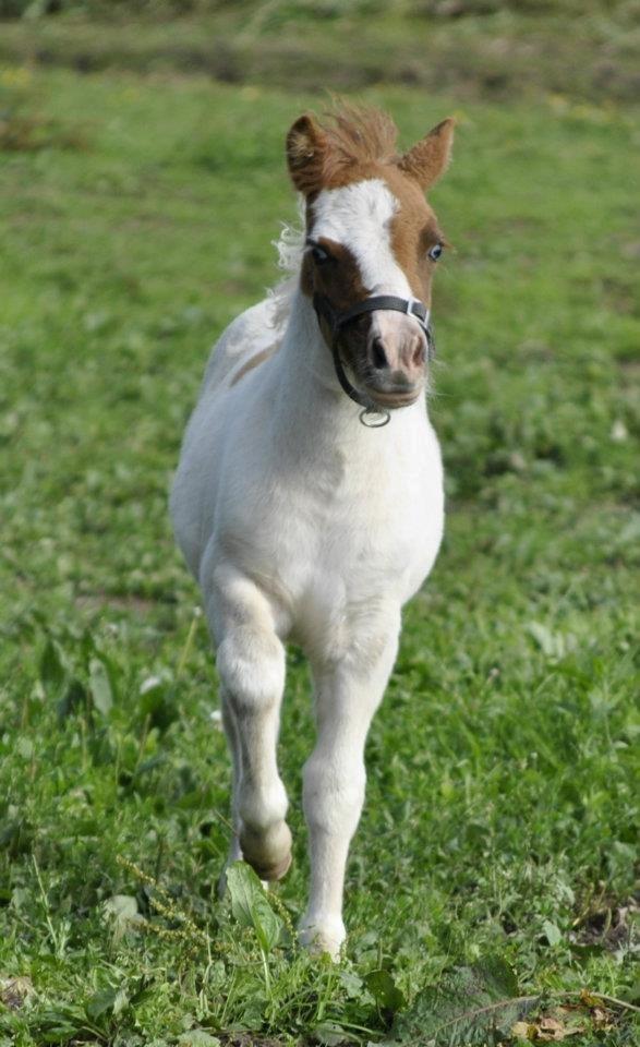 Shetlænder Figoline billede 9