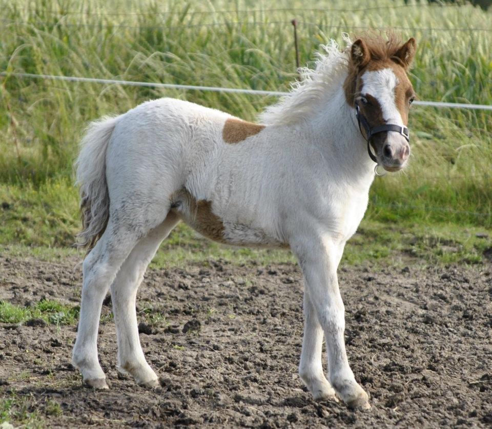 Shetlænder Figoline billede 13