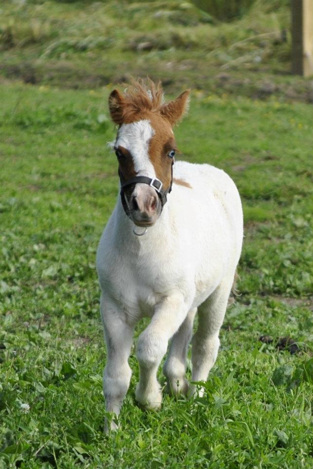 Shetlænder Figoline billede 14