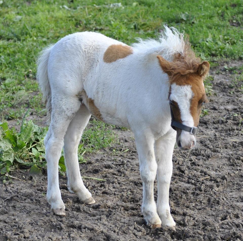 Shetlænder Figoline billede 15
