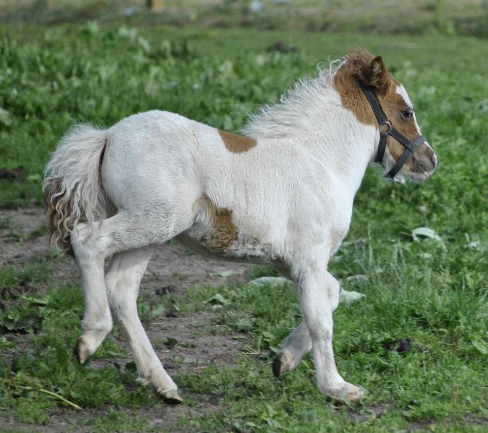 Shetlænder Figoline billede 16
