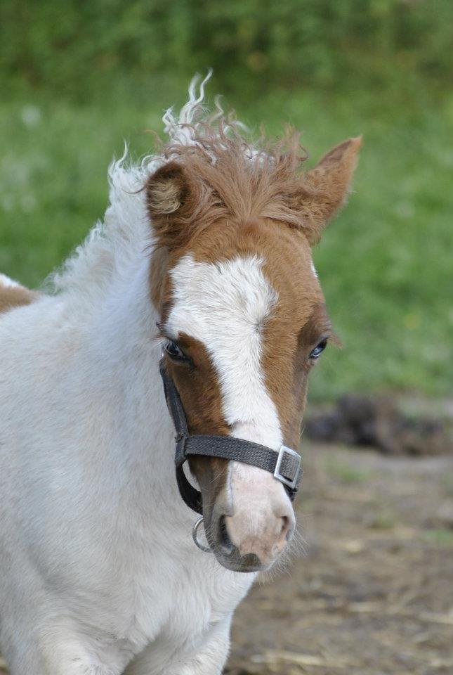 Shetlænder Figoline billede 18